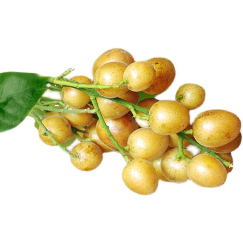 广东郁南冰糖黄皮果当季现摘多汁孕妇水果纯甜全甜无酸 5斤鸡心 无核