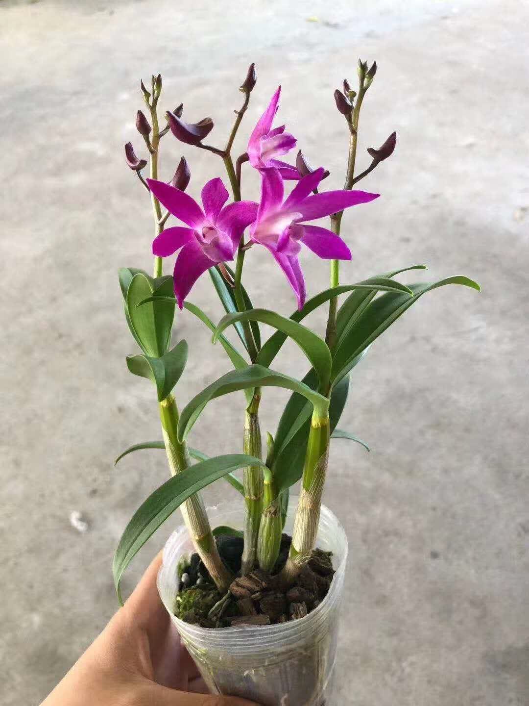 汐岩量促销石斛盆栽香水石斛澳洲石斛带花苞浓香石斛兰洋兰花瑰季 j