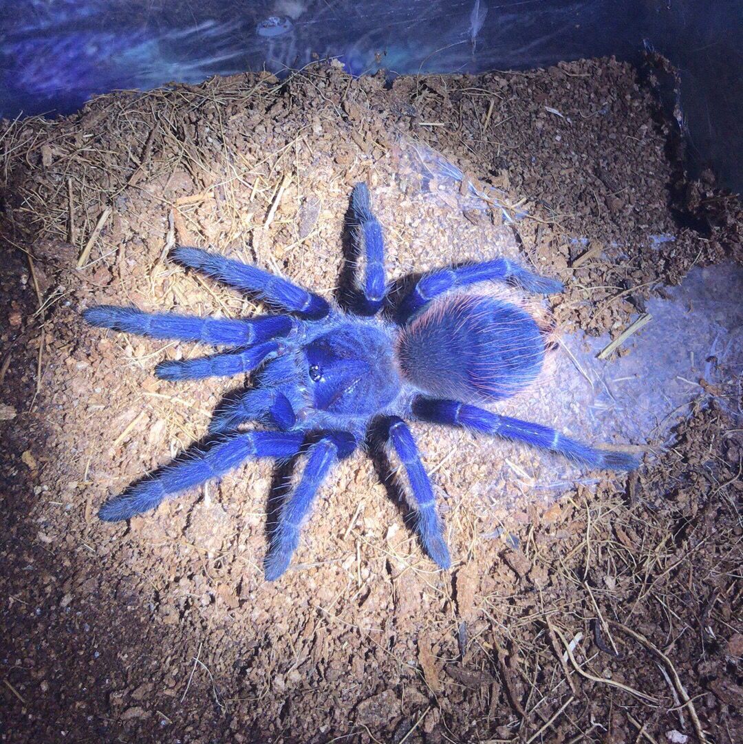 活体宠物非洲橙巴布蜘蛛,所罗门蜘蛛,火玫瑰另类爬宠新手温顺 金直间