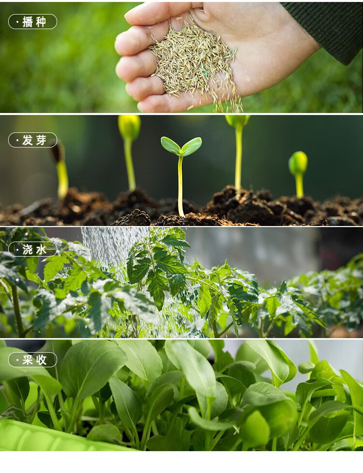 阳台四季播种适合3月份春天种的菜种籽新手种植津南小芹菜种子10g袋