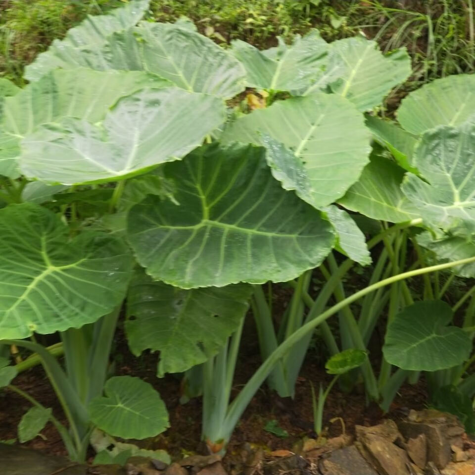 煮鱼煮鸭广菜新鲜现摘广菜牛瘪广菜芋蒙芋荷菜带根盆栽广菜苗5颗煮鱼