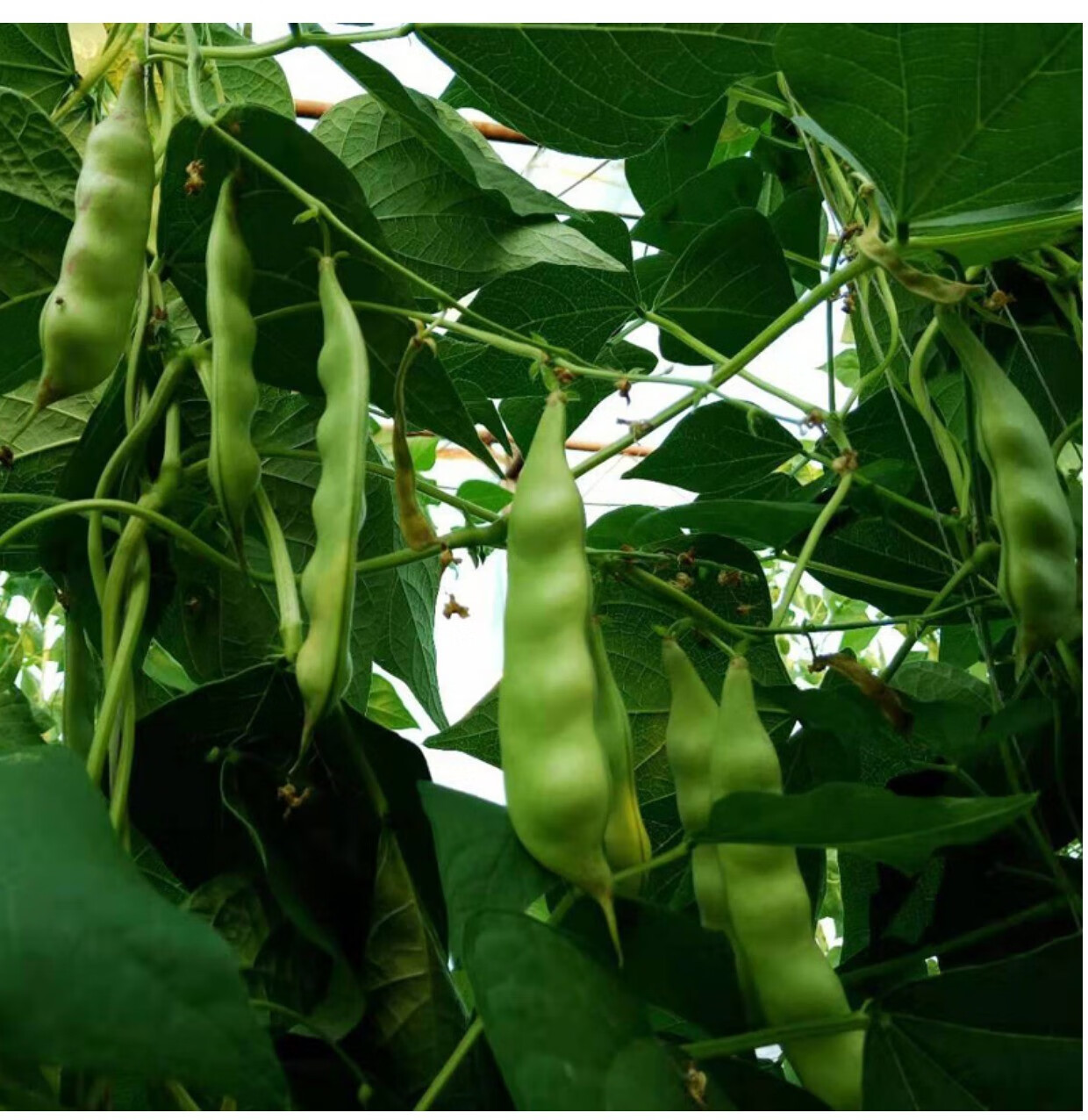 源外园正宗东北油豆角新鲜蔬菜现摘宽油豆黑龙江小油豆紫花油豆5斤 5