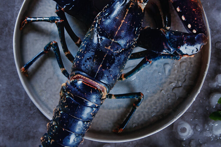 鲜活深鲜猫法国鲜活蓝龙虾大龙虾海鲜水产鲜活发货健康轻食9001000g只