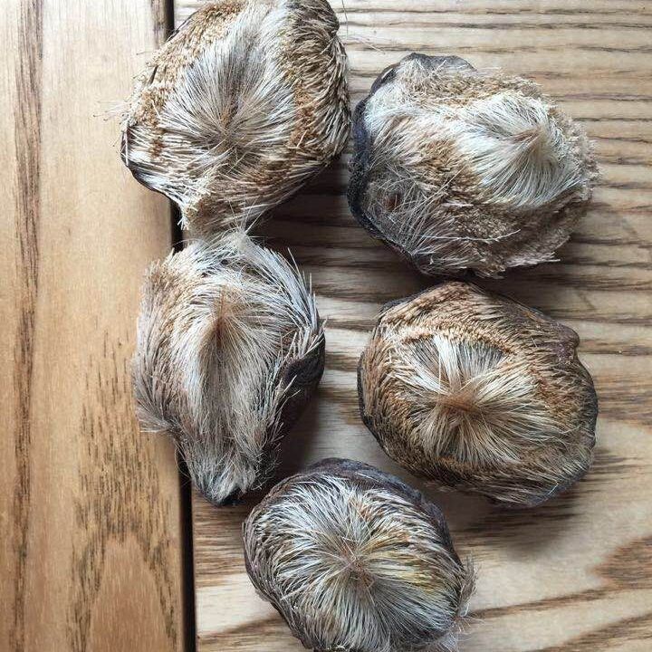 麝香粉麝香仁正宗西藏麝香中药材麝香泡酒当门子钓鱼小药人工麝香一瓶