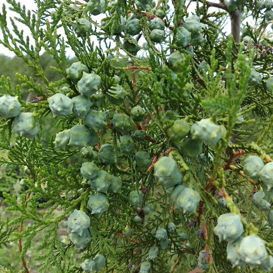 新鮮側柏樹果實側柏樹籽果殼葉子烏髮護髮枕頭鮮果柏子香偉博精剪鮮