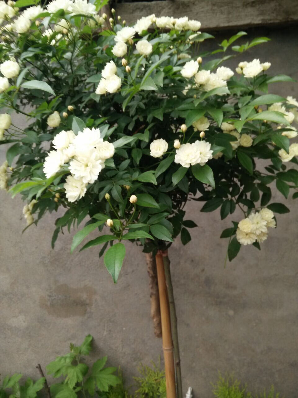 木香花苗庭院阳台攀援爬藤植物七里香木香花盆栽黄木香白木香花木香花
