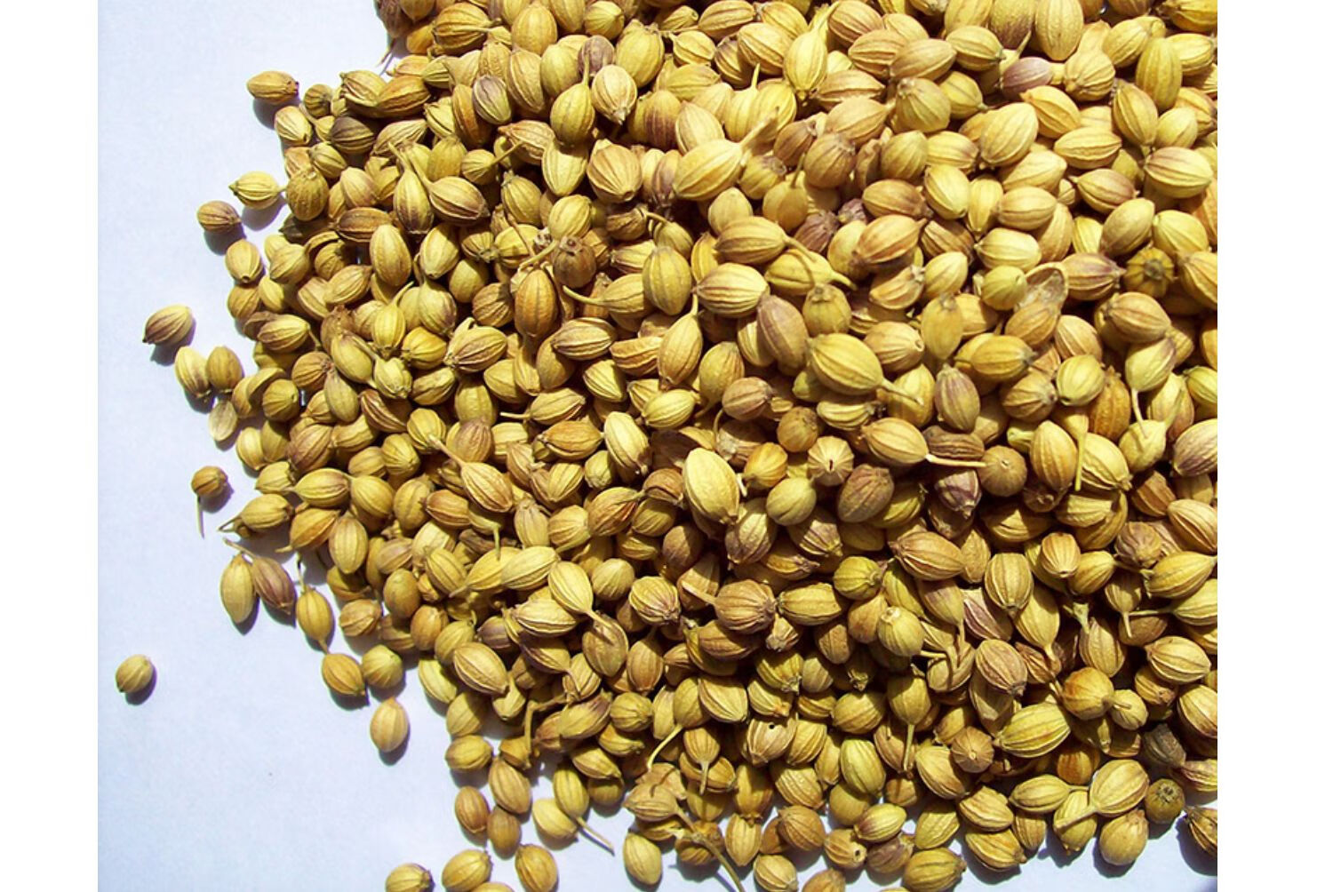 印度调料香料dhania香菜籽子500g芫荽籽indiancorianderseeds