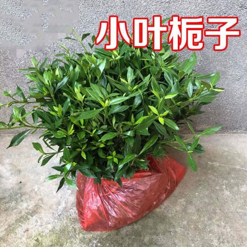 小叶栀子四季常青树苗栀子花苗球小苗绿化工程苗木庭院别墅植物s小叶