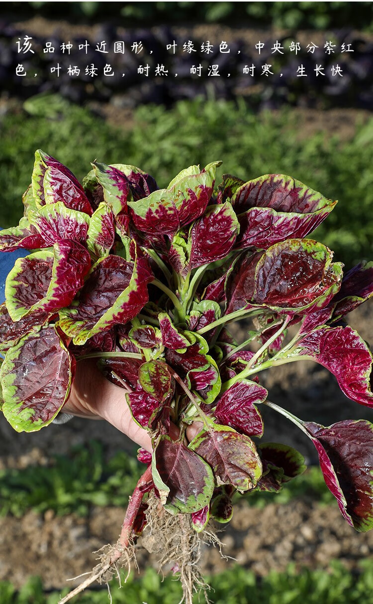 寿禾 苋菜种子圆叶蔬菜红苋菜四季 大圆叶红苋菜(298)种子 80g装