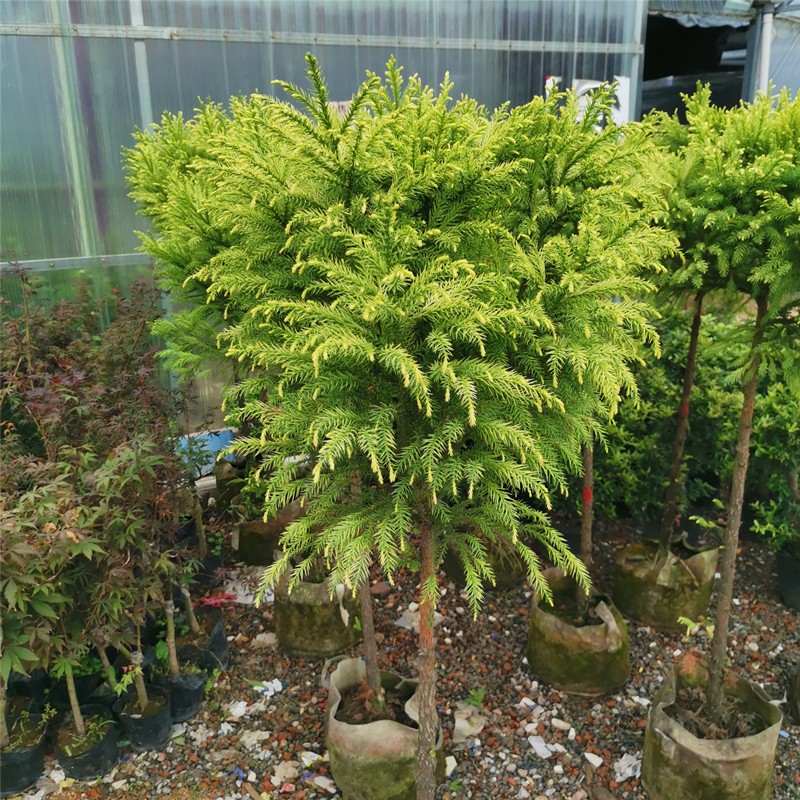 金叶水杉 黄金杉 棒棒糖造型 黄金水杉庭院盆栽彩叶 黄金杉 含盆 金杉