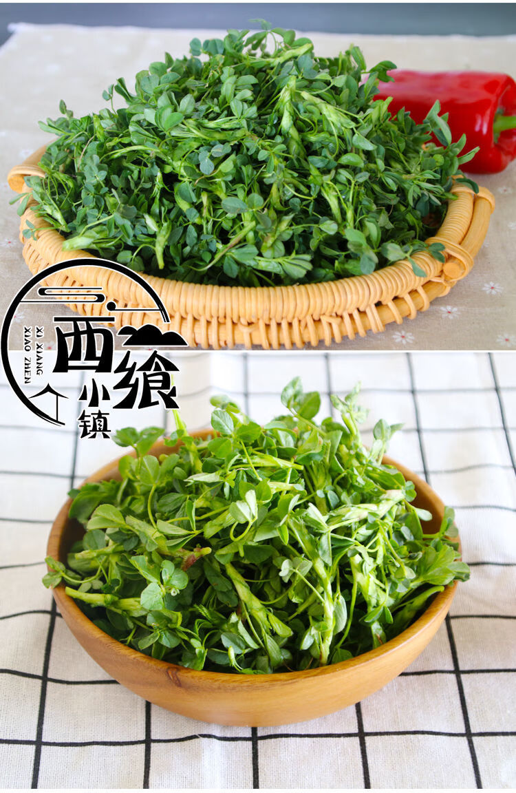 新鲜苜蓿菜2斤陕西头茬现摘现发野菜苜蓿嫩芽食用当季农家蔬菜5斤25斤