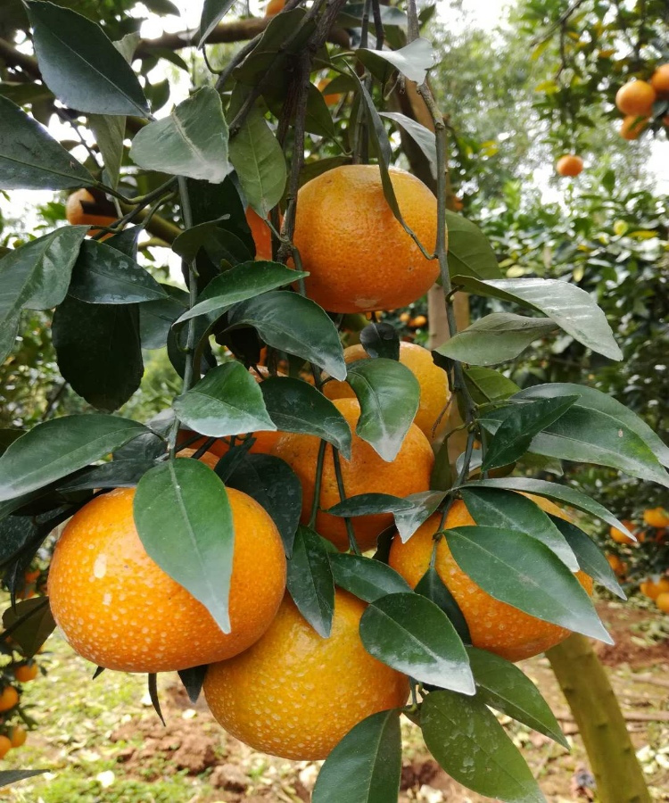 潮汕普宁蕉柑新鲜现摘小橘子潮州柑水果年柑桔大果 10斤 大果(单果2.