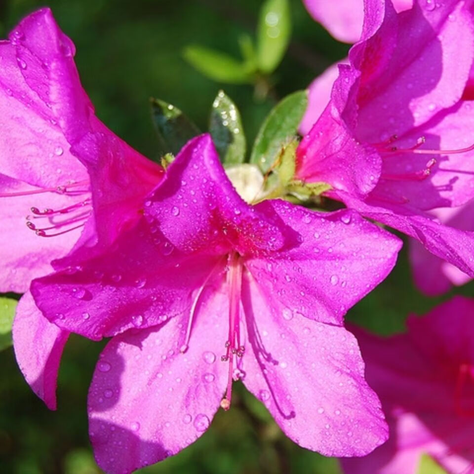 高山映山红桩室内阳台绿植独杆红鸡血红新手练手盆栽易活两颗红色