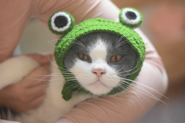 宠物帽子小熊毛绒头套英短可爱猫咪小型犬狗狗拍照头饰变装配饰用狮子