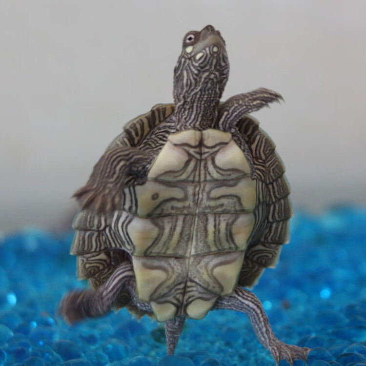 地图龟清洁龟深水观赏宠物乌龟黑瘤图忍者龟黄头龟吃鱼粪屎龟活体采缇