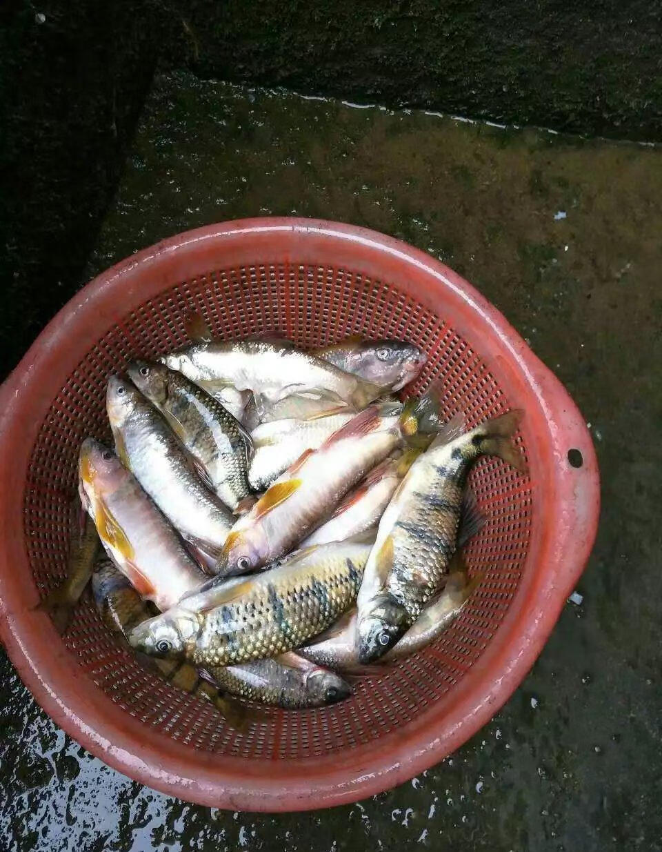 農青哥新鮮淡水魚無鹽石斑魚鮮活冷凍光唇魚山坑溪水1斤水產食用