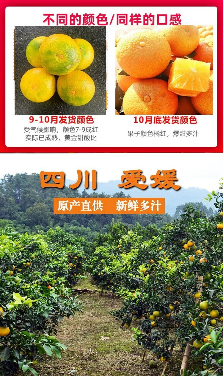 正宗四川爱媛38号果冻橙橙子新鲜当季水果爆甜薄皮柑橘整箱特大果手剥