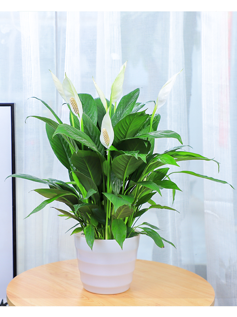 花客厅阳台办公室桌面好养小盆栽室内花卉净化空气植物红掌34朵花原盆