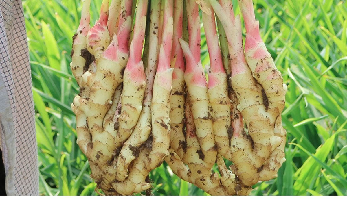 山东嫩姜新鲜嫩仔姜红芽姜子姜鲜姜芽生姜醋泡姜农家现挖应季蔬菜净重