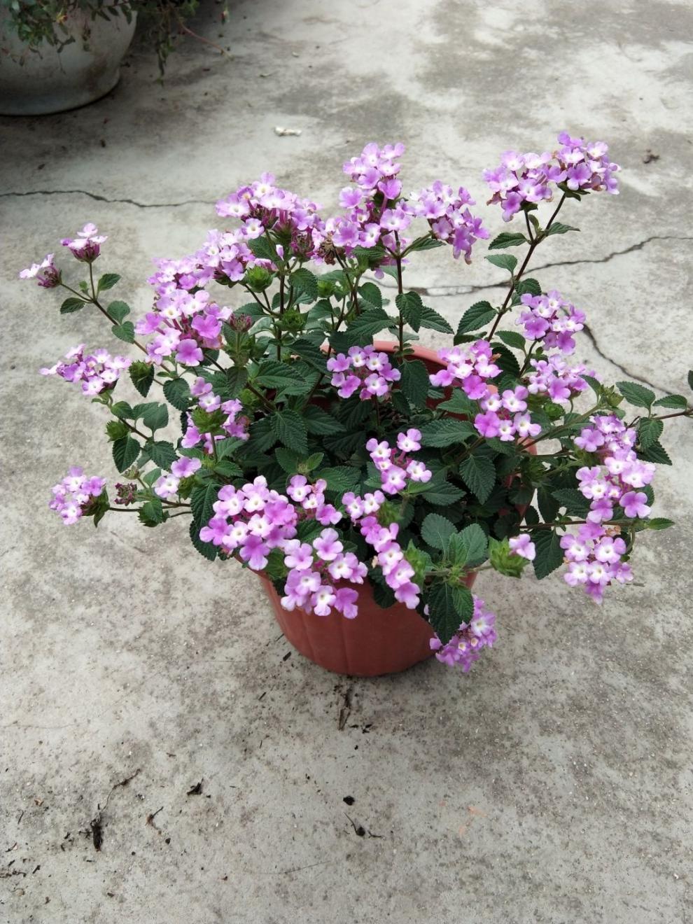 卉双五色梅马缨丹五色花变色梅盆栽庭院地栽花期长耐热耐寒花卉植物