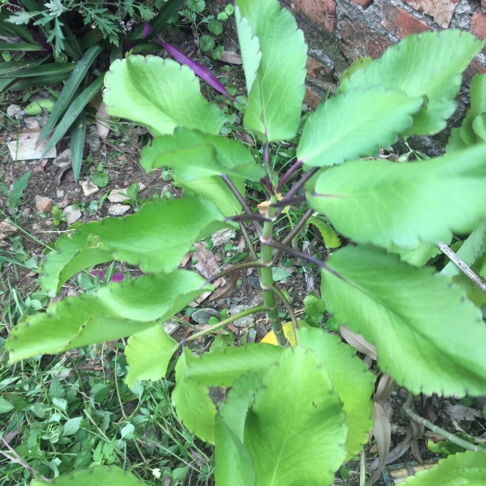 落地生根的药用价值图片