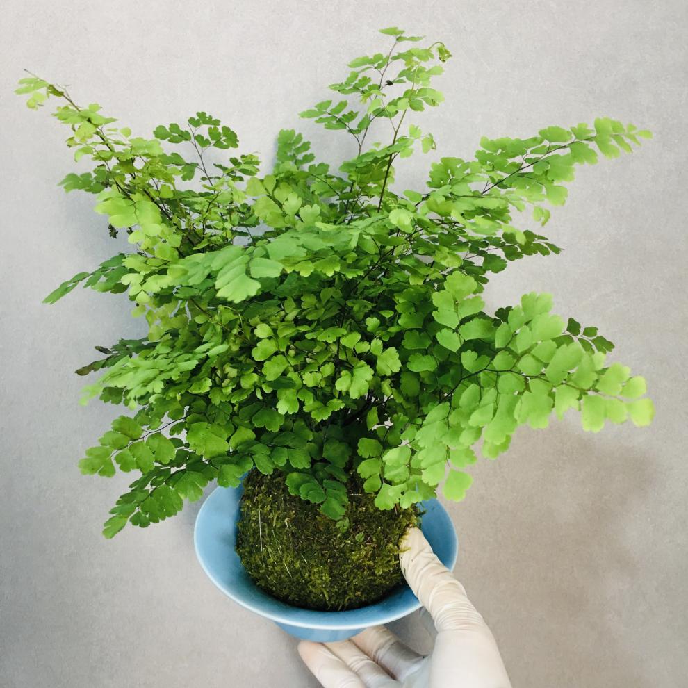 苔藓球苔玉蕨类室内水培绿植盆栽 阿波罗蕨 不含盆【图片 价格 品牌