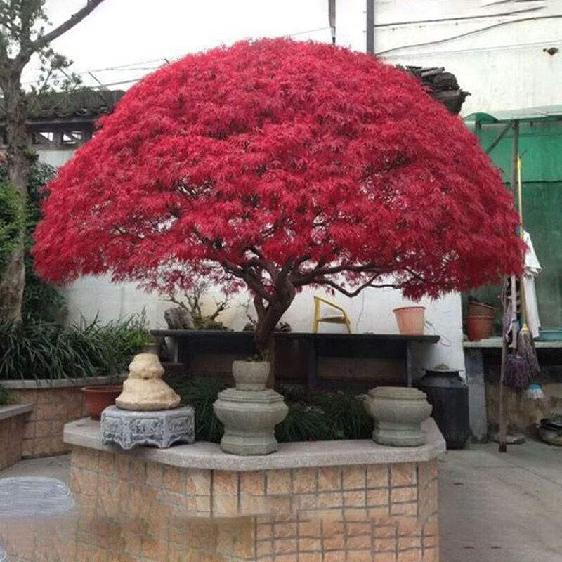 羽毛枫树苗庭院植物盆栽红枫树青红羽毛枫树美国红枫树苗绿化乔木 4