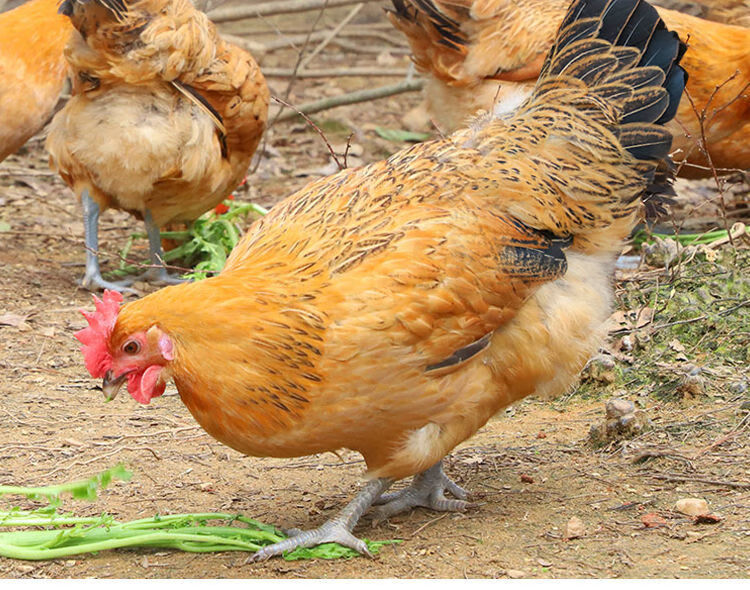 土鸡柴母鸡黄油母鸡滋补月子鸡 半斤左右青脚笨鸡6 2【3公5母】【图片