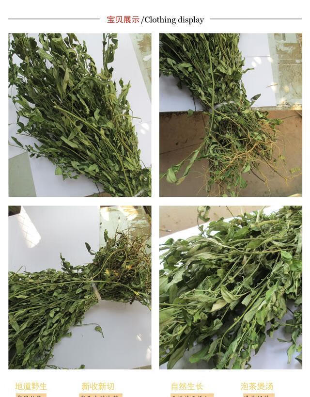 紫背金牛大金不换金牛草叶叶一枝花大远志新品中草药材紫背金牛大