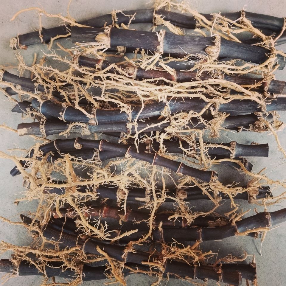 有仁堂紫竹根黑竹根三年以上老竹根紫竹棵药用竹棵年份足年货 干紫竹