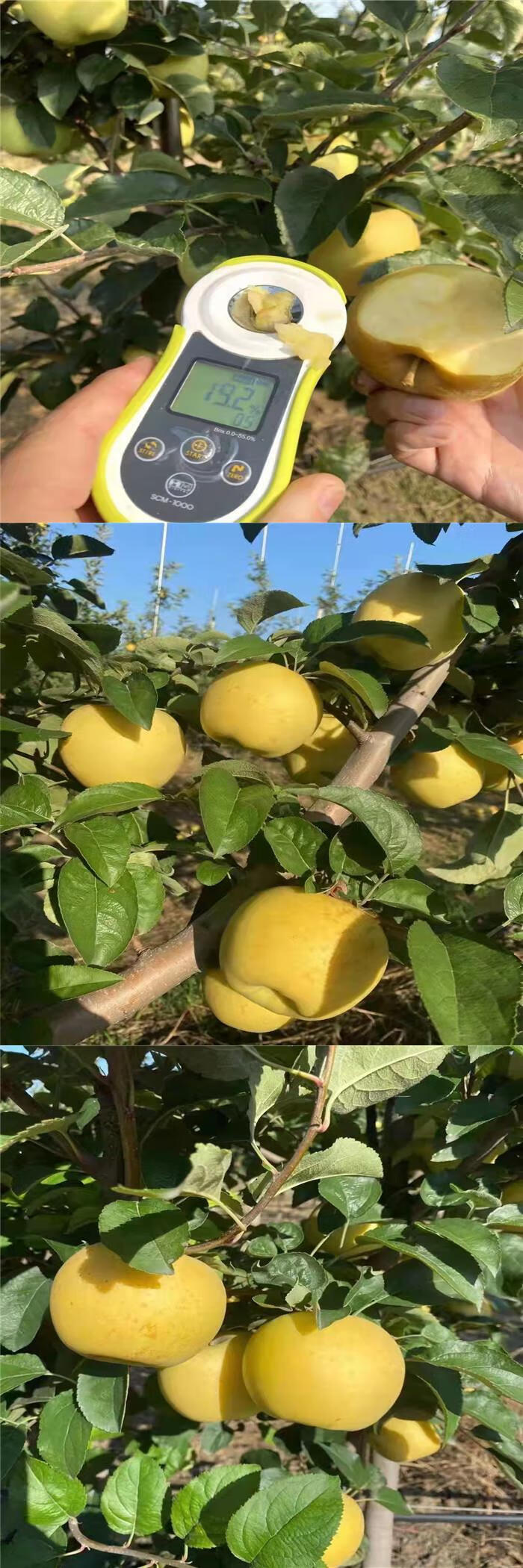 颜曼箐 日本品种冬恋苹果雀斑女神新鲜水果维纳斯黄金苹果12颗礼盒装