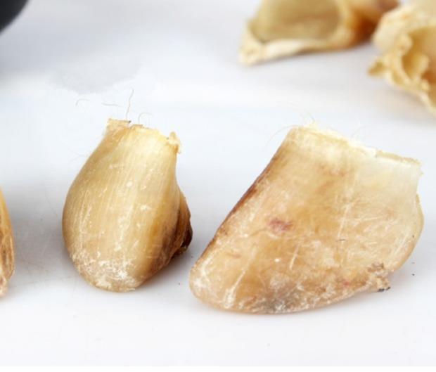 北京同仁堂原料猪蹄甲 中药材店铺猪指甲 猪脚甲 猪蹄壳500克另有制