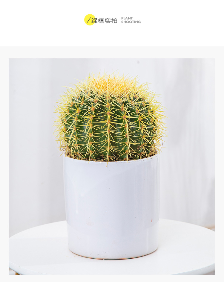 金虎仙人球盆栽桌面小植物室内办公桌净化空气绿植直径含刺20cm不含盆