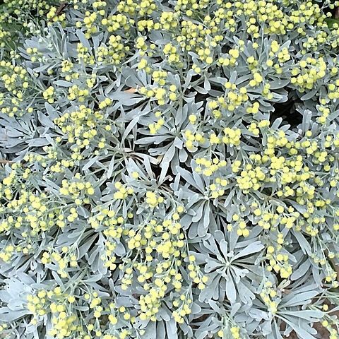 新鲜草药芙蓉菊 雪艾 玉芙蓉 1000g【图片 价格 品牌 报价】-京东