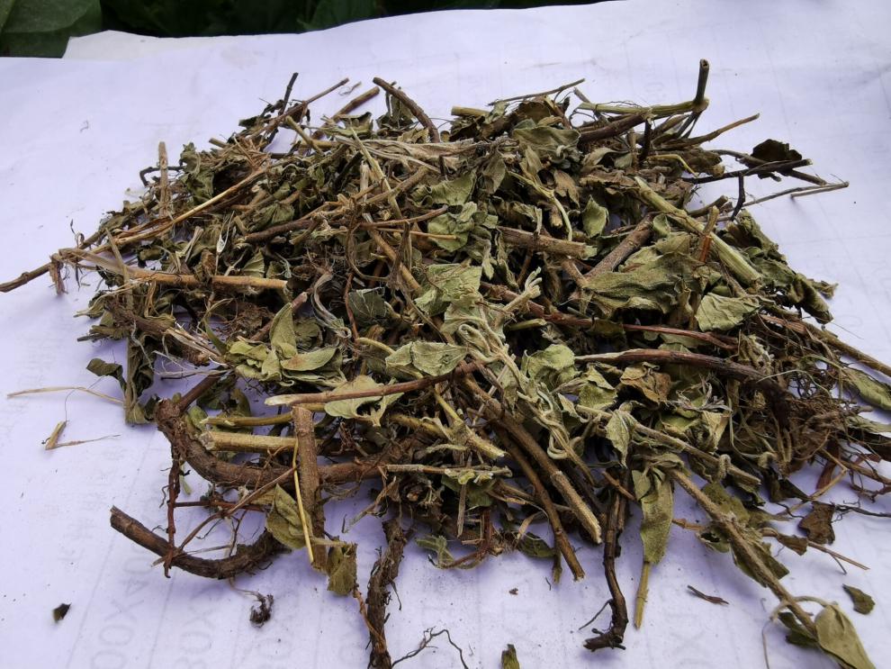 土茵陈中药材牛至草500克阴行草猪毛蒿山茵陈石茵陈铃茵陈可磨粉