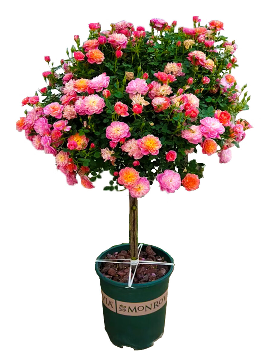 树桩月季花苗特大花朵花卉植物庭院四季开玫瑰带花棒棒糖树状月季粉扇