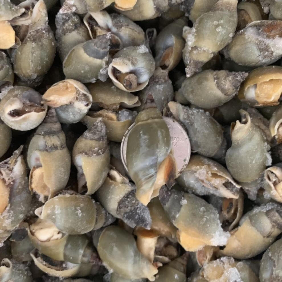 翡翠螺新鲜冷冻小海螺贝类海鲜水产青螺冷冻鲜活海锥