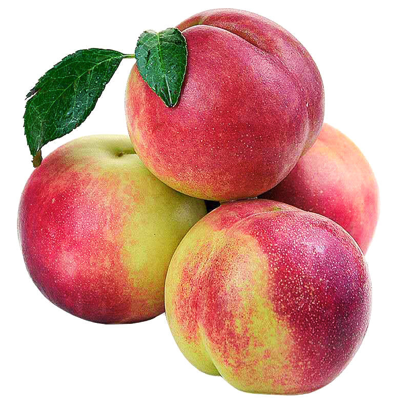 正宗青州蜜桃桃子新鲜脆桃当季孕妇水果小蜜桃1斤试吃装