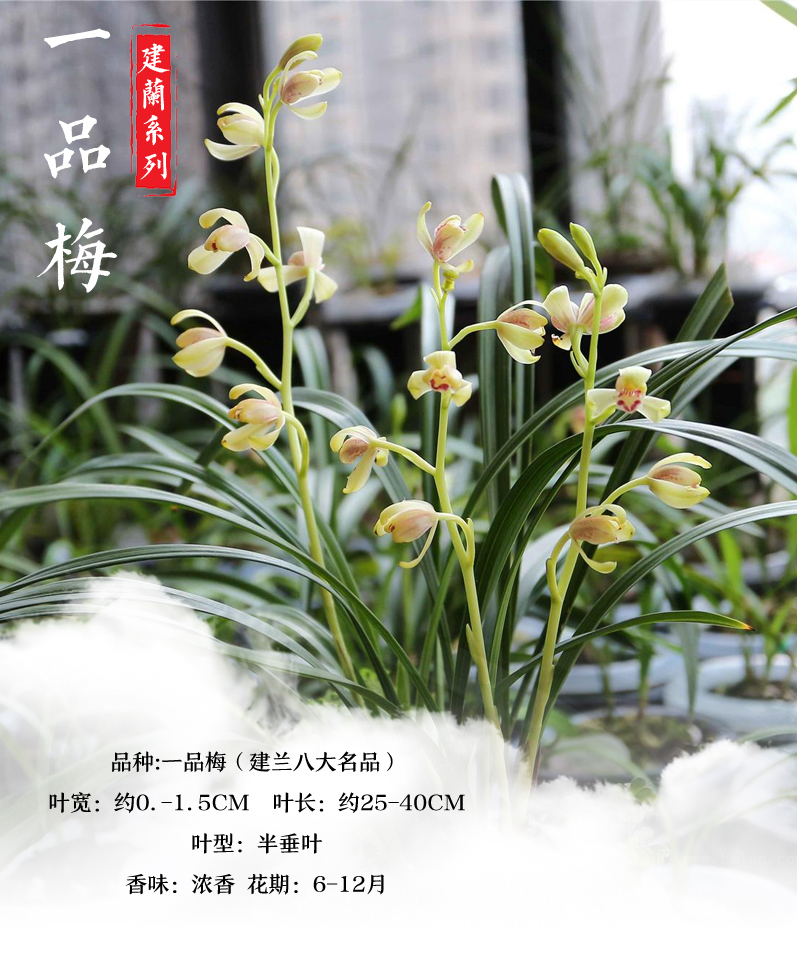 华香园兰花 一品梅 盖梅 建兰八大名品之一 浓香型 不带花苞办公室内