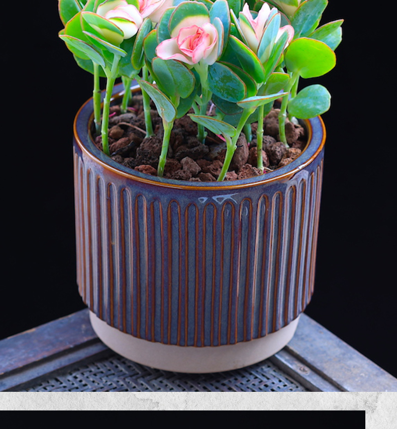 涞思芊【品质保证】贝壳锦多肉植物彩色白姬之舞多肉花卉盆栽成品栽好