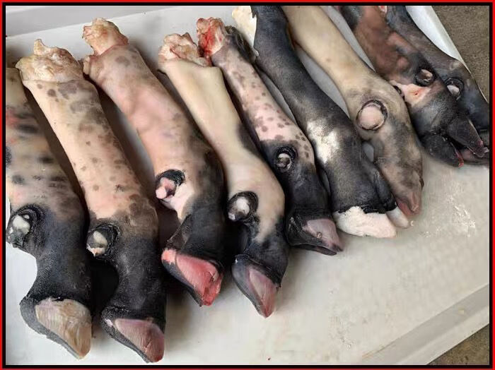 黑毛羊蹄山羊蹄子羊脚羊手羊爪生羊蹄肤色黑花3斤