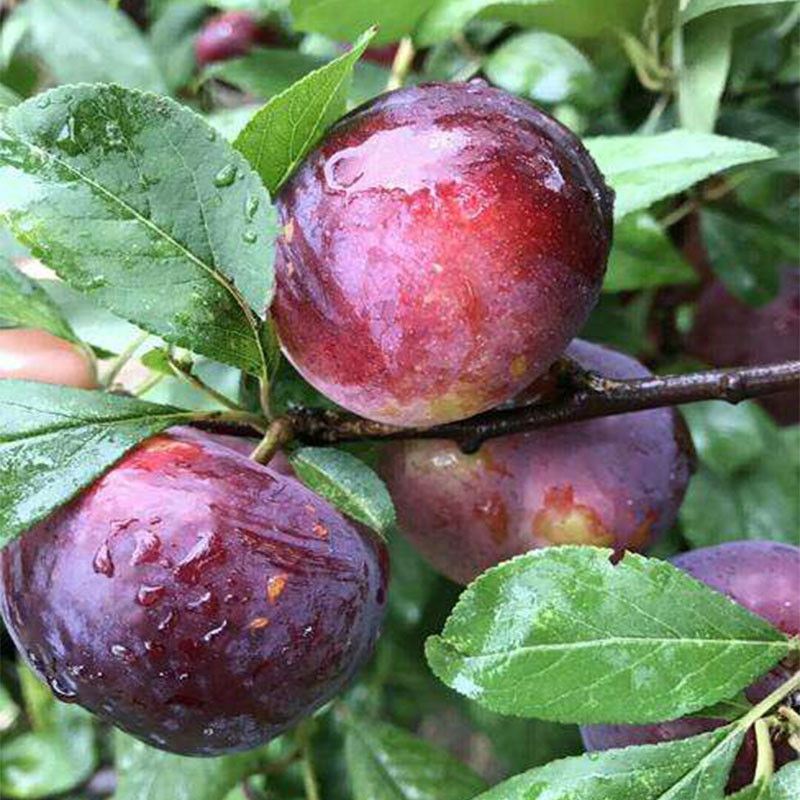 美国红宝石李子苗红心李子树苗嫁接早熟李树苗南北方种植当年结果红布