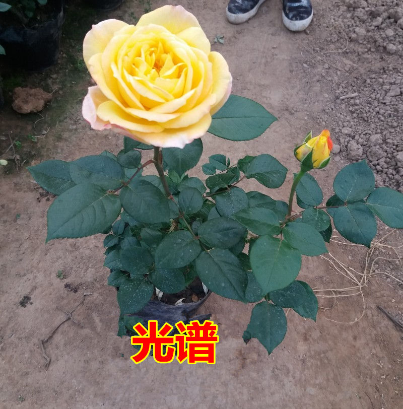 藤本光谱月季爬藤月季月季花苗藤本月季光谱大花月季盆栽月季5年苗带