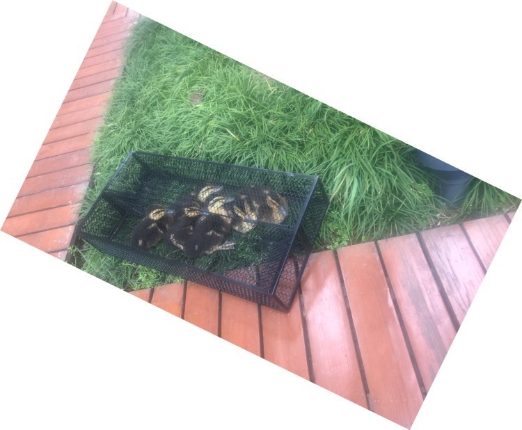 椿度捉蛇笼捉蛇工具捕老鼠笼子扑捉灭鼠加长版养蛇笼诱蛇笼蛇笼网捉蛇