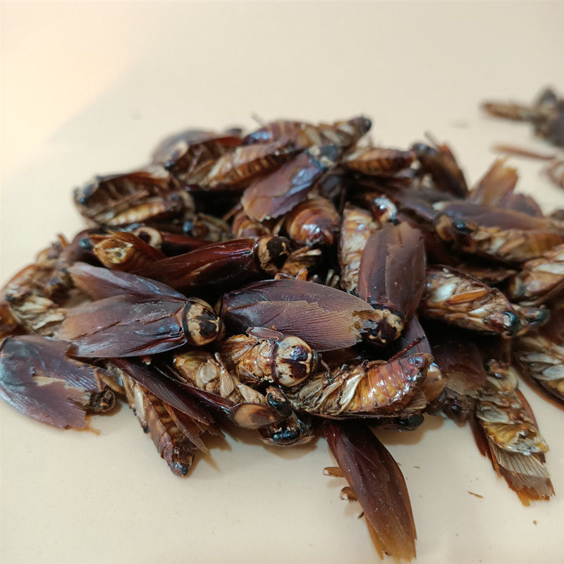 蟑螂干 中药材美洲大蠊 干蟑螂金龙鱼饲料蟑螂粉精粉家用药用 蟑螂干