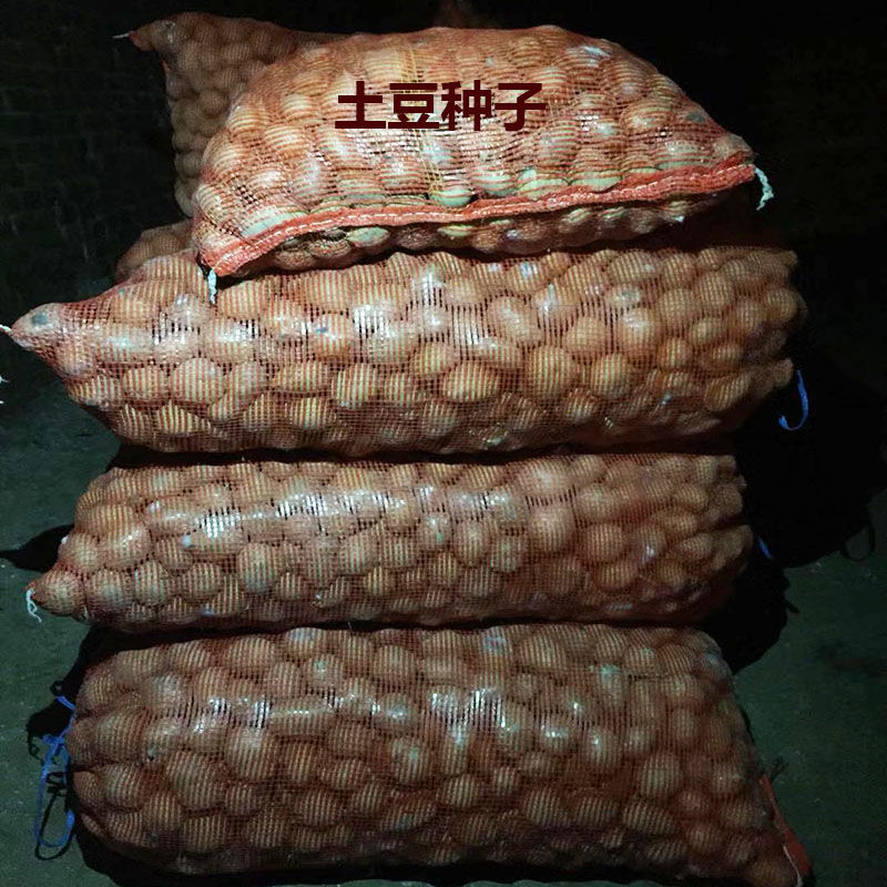 种子批发洋芋种薯9斤已发芽土豆种子高产腊月种植3月丰收全国均可种植