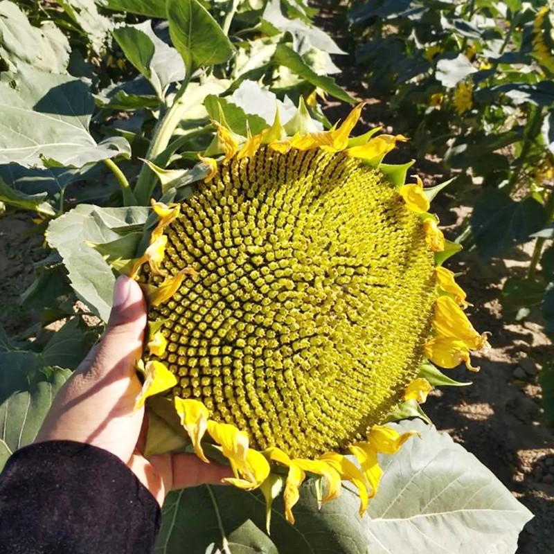 超级矮大头xc909油葵种子榨油葵花籽四季出油率高抗病抗冰雹倒伏超级