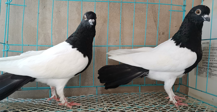 【】活体鸽子大全细花淑女两头乌红凤尾各种鸽子点子元宝鸽观赏鸽一对