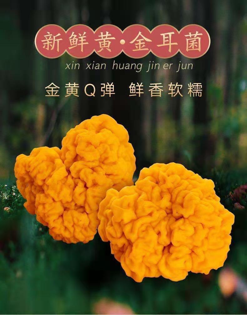 新鲜野生金耳云南天然特产野生菌食用菌新鲜野生黄耳银耳精选新鲜黄金