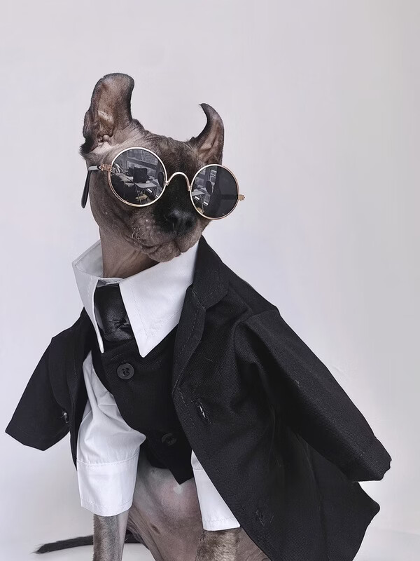 无毛猫衣服斯芬克斯猫德文秋冬英伦风礼服结婚西装衬衫套装宠物 黑色